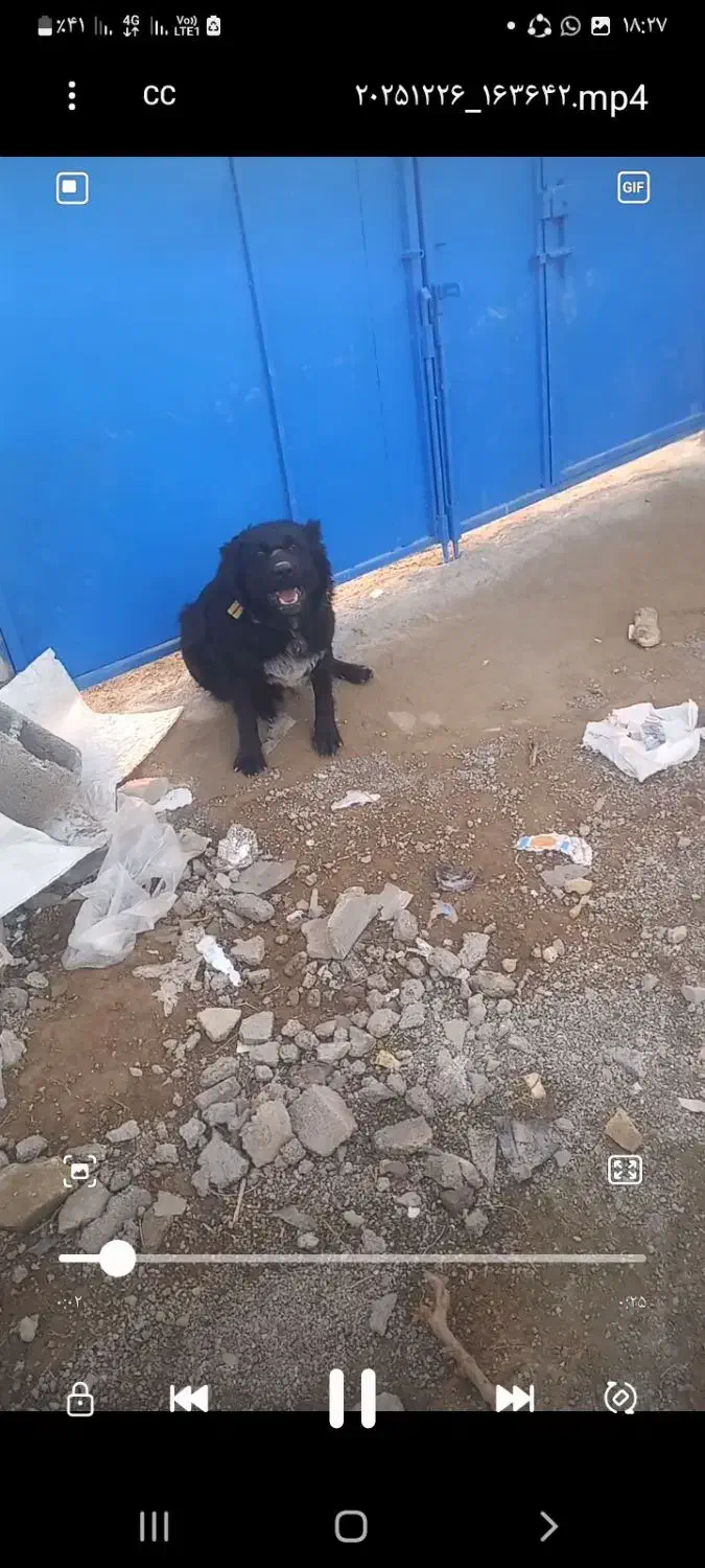 سگ مشکی نر|سگ|اصفهان, قهجاورستان|دیوار