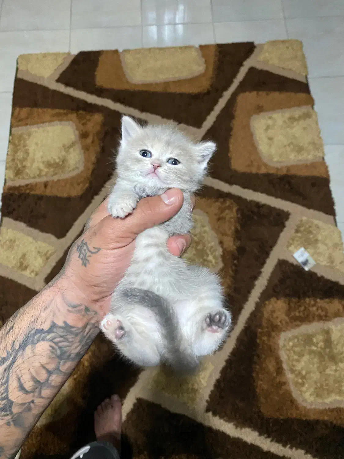 بیریتیش|گربه|نوشهر, |دیوار