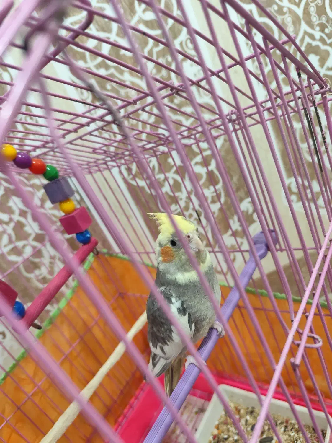 جوجه هلندی|پرنده|خرمشهر, |دیوار