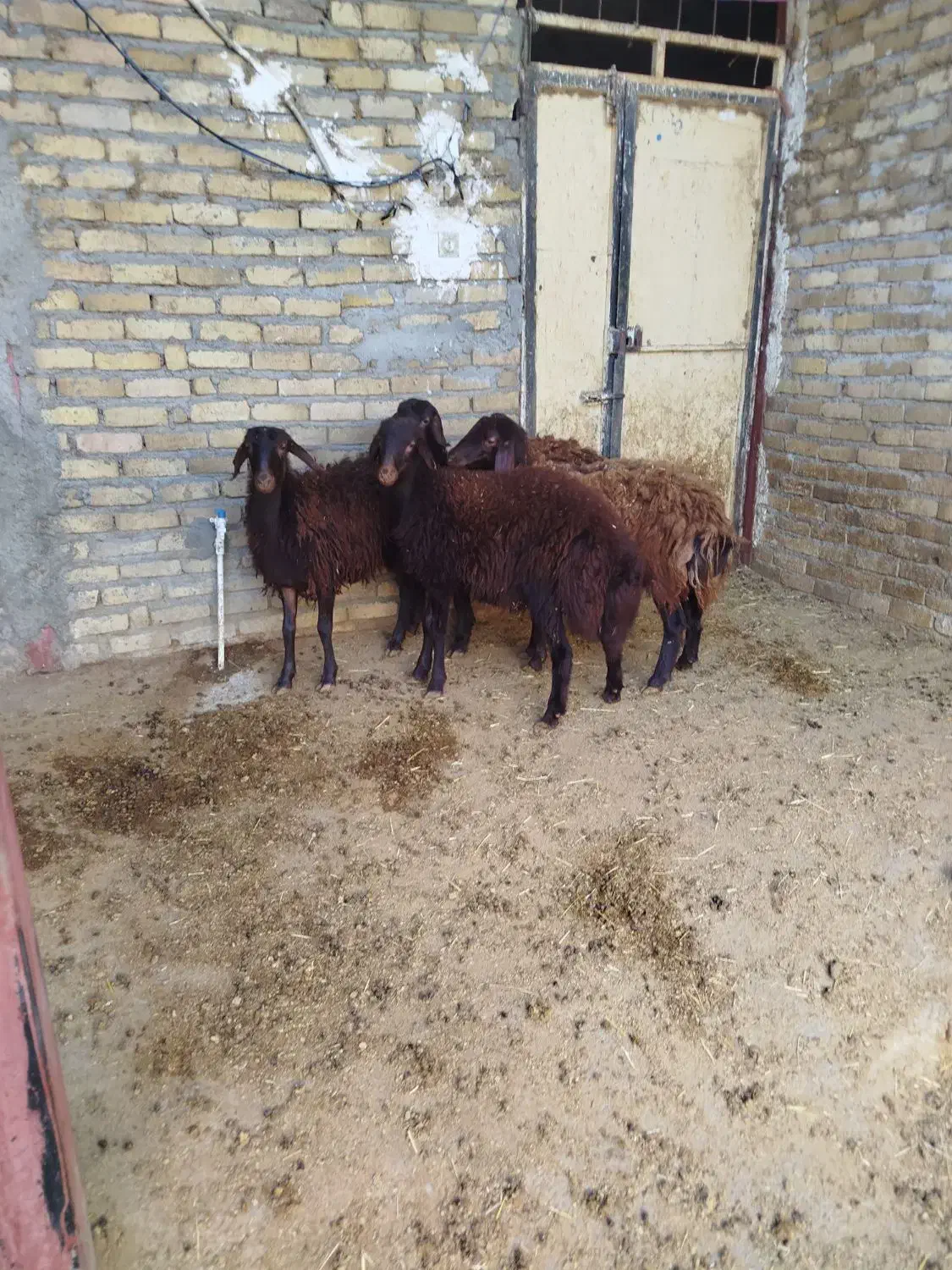 بره نروماده افشار|حیوانات مزرعه|بروجرد, |دیوار