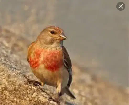 سهره سینه سرخ|پرنده|خمینی‌شهر, |دیوار