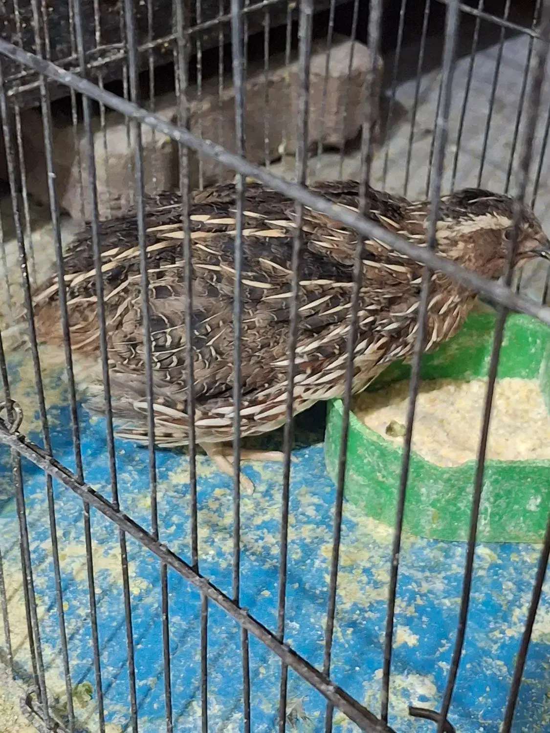 بلدرچین نر|حیوانات مزرعه|سهند, |دیوار