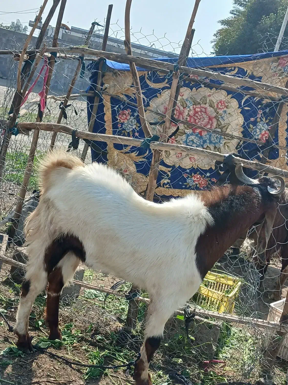 نری|حیوانات مزرعه|رودان, |دیوار