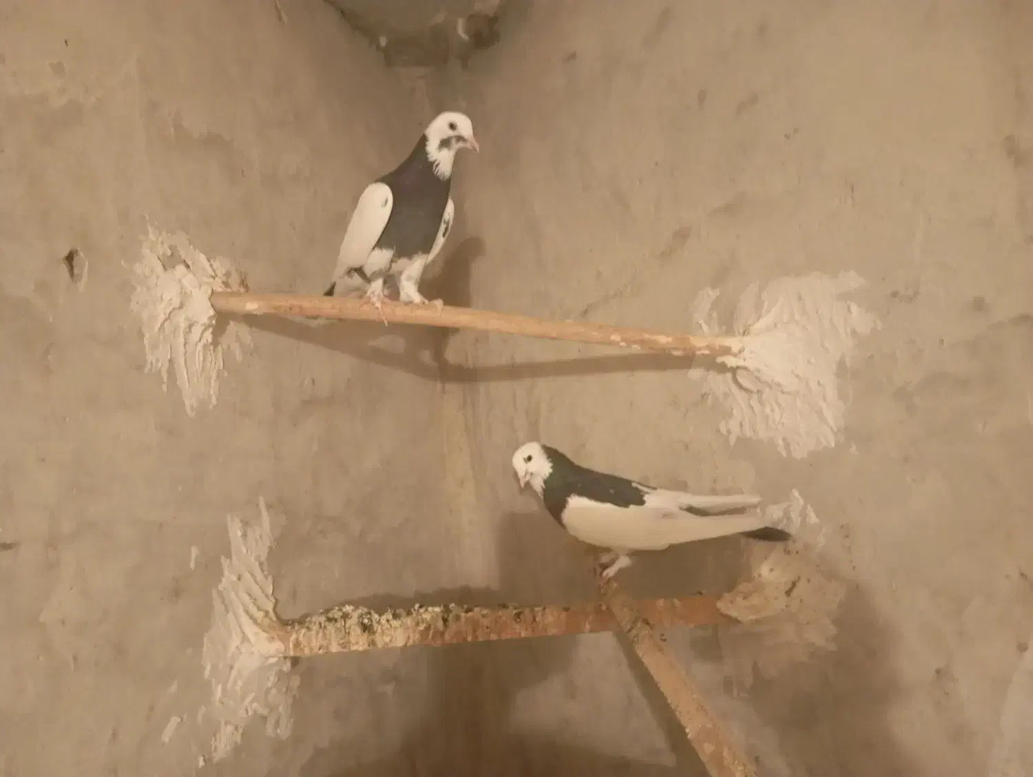 کبوتر|پرنده|هشتگرد, قاسم آباد بزرگ|دیوار