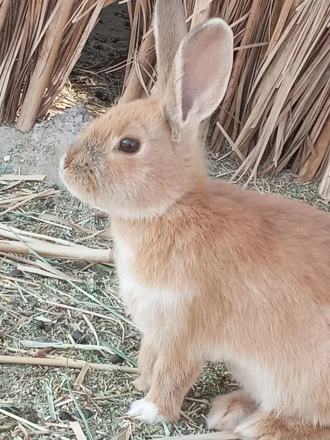 خرگوش|موش و خرگوش|کرمان, |دیوار