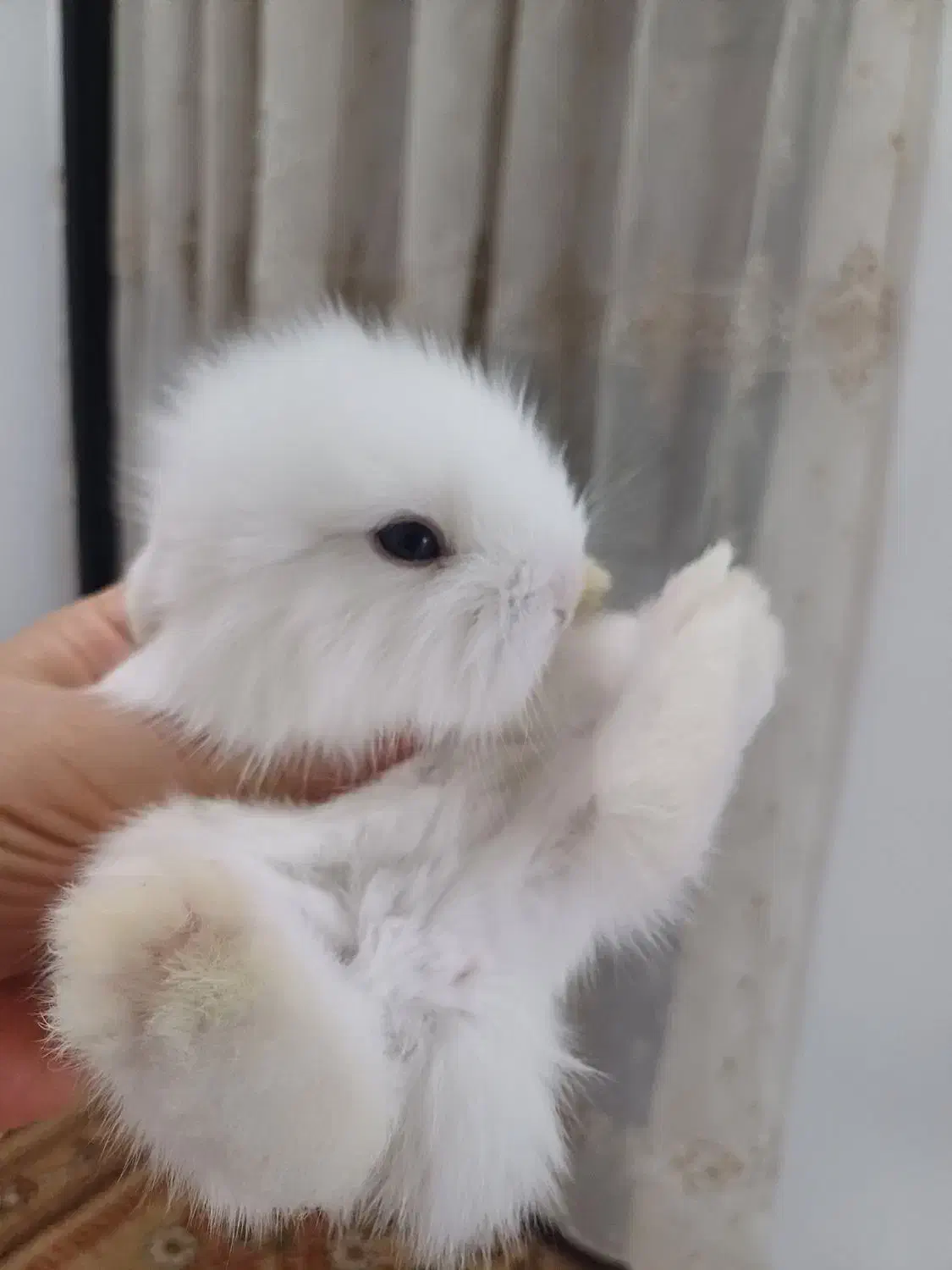 تعدادی بچه خرگوش لوپ ومینیاتوری تربیت شده|موش و خرگوش|مشهد, کارگران|دیوار