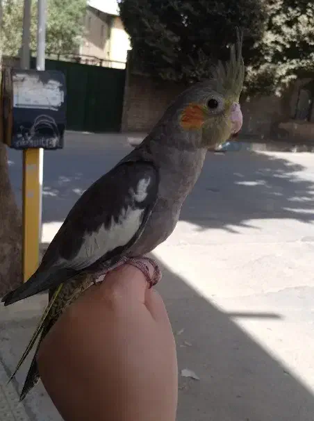 جوجه عروس هلندی|پرنده|هشتگرد, ینگی امام|دیوار