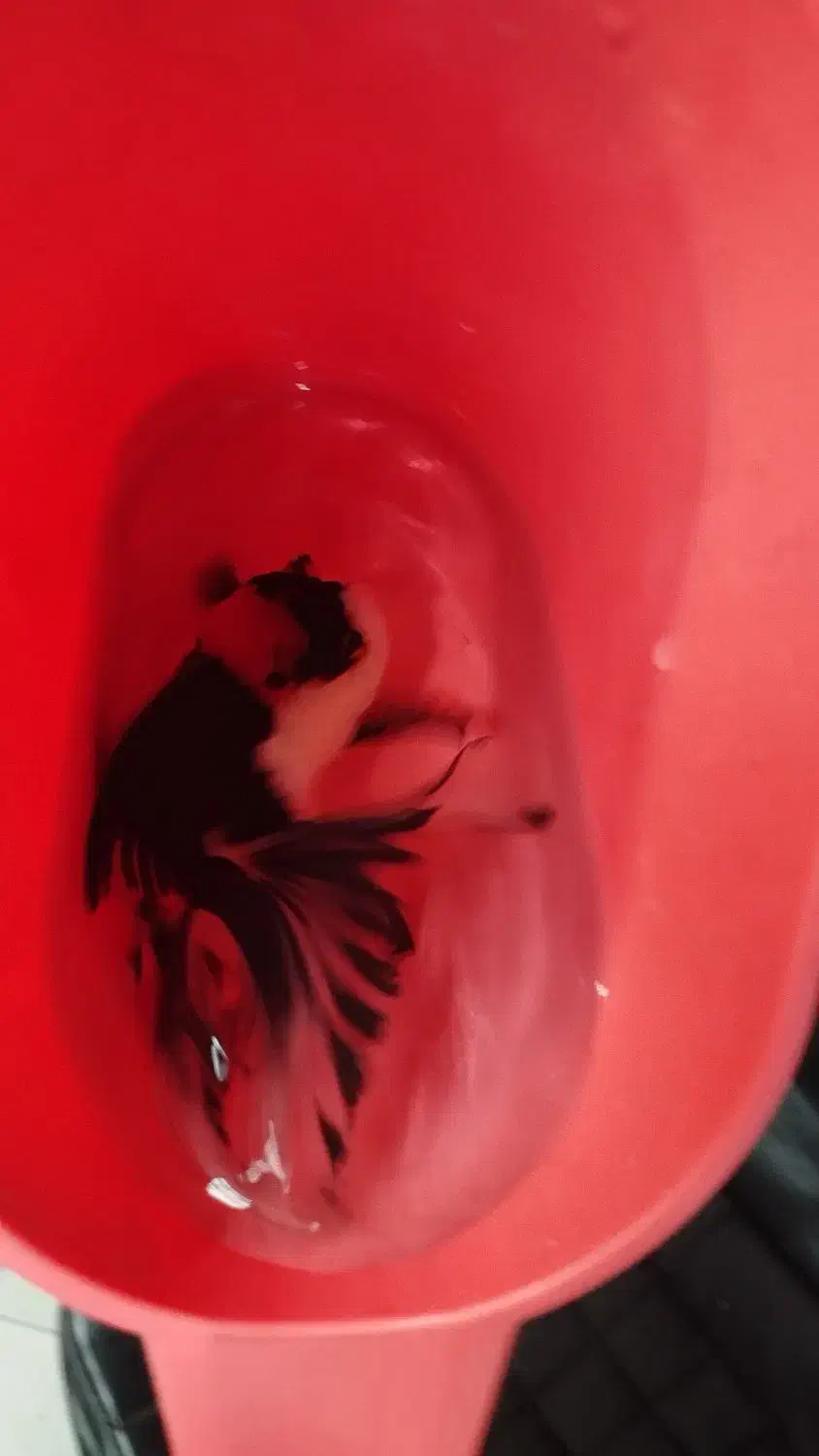 انواع دیسکس کوی و گلدفیش تایگر سوماترا|ماهی|اراک, |دیوار