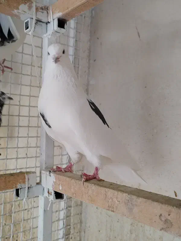 kbotar|پرنده|شهریار, رضی آباد پایین|دیوار