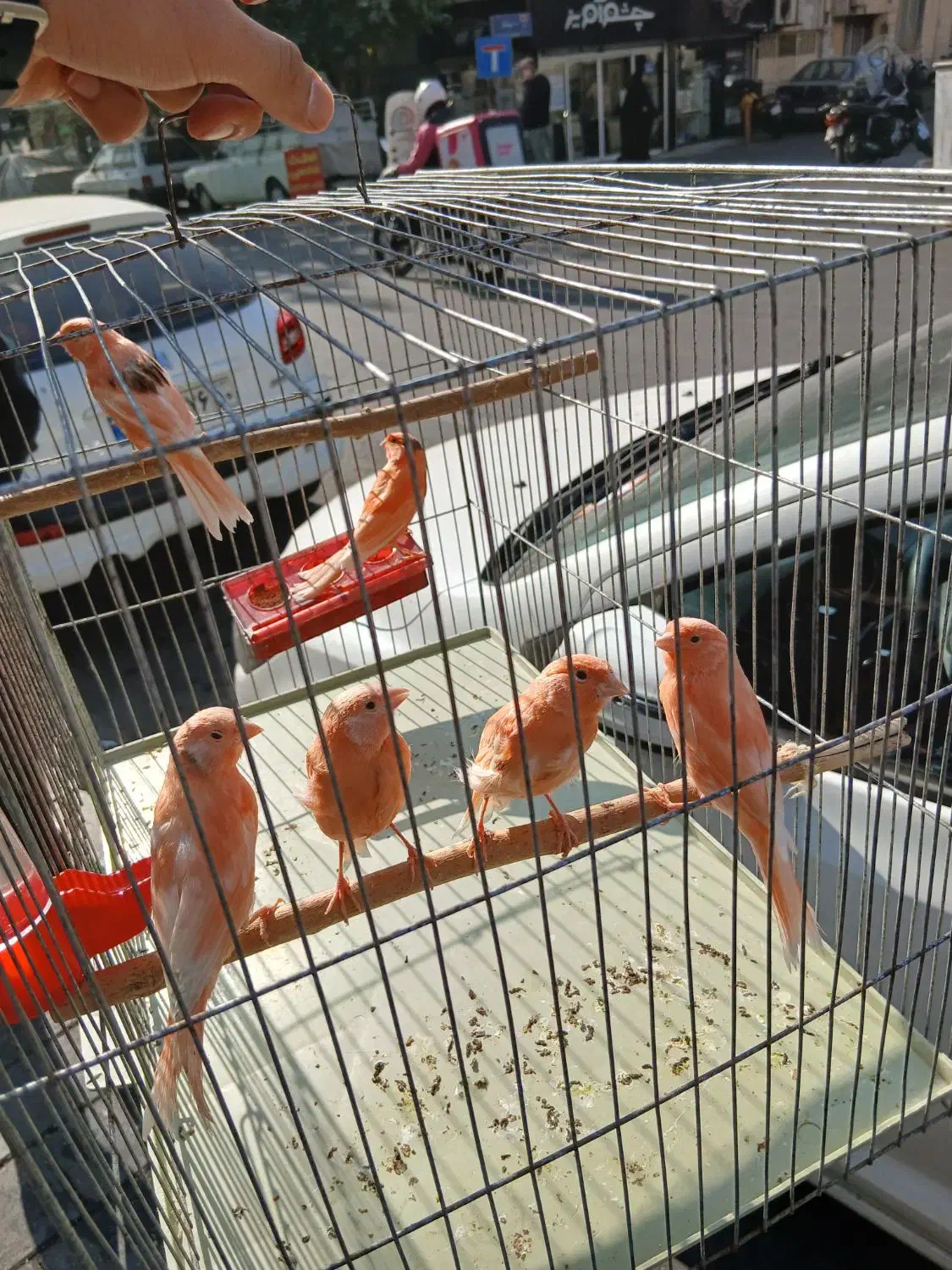 قناری سرخ و سهره نر ماده تک و جفتی|پرنده|تهران, پرستار|دیوار