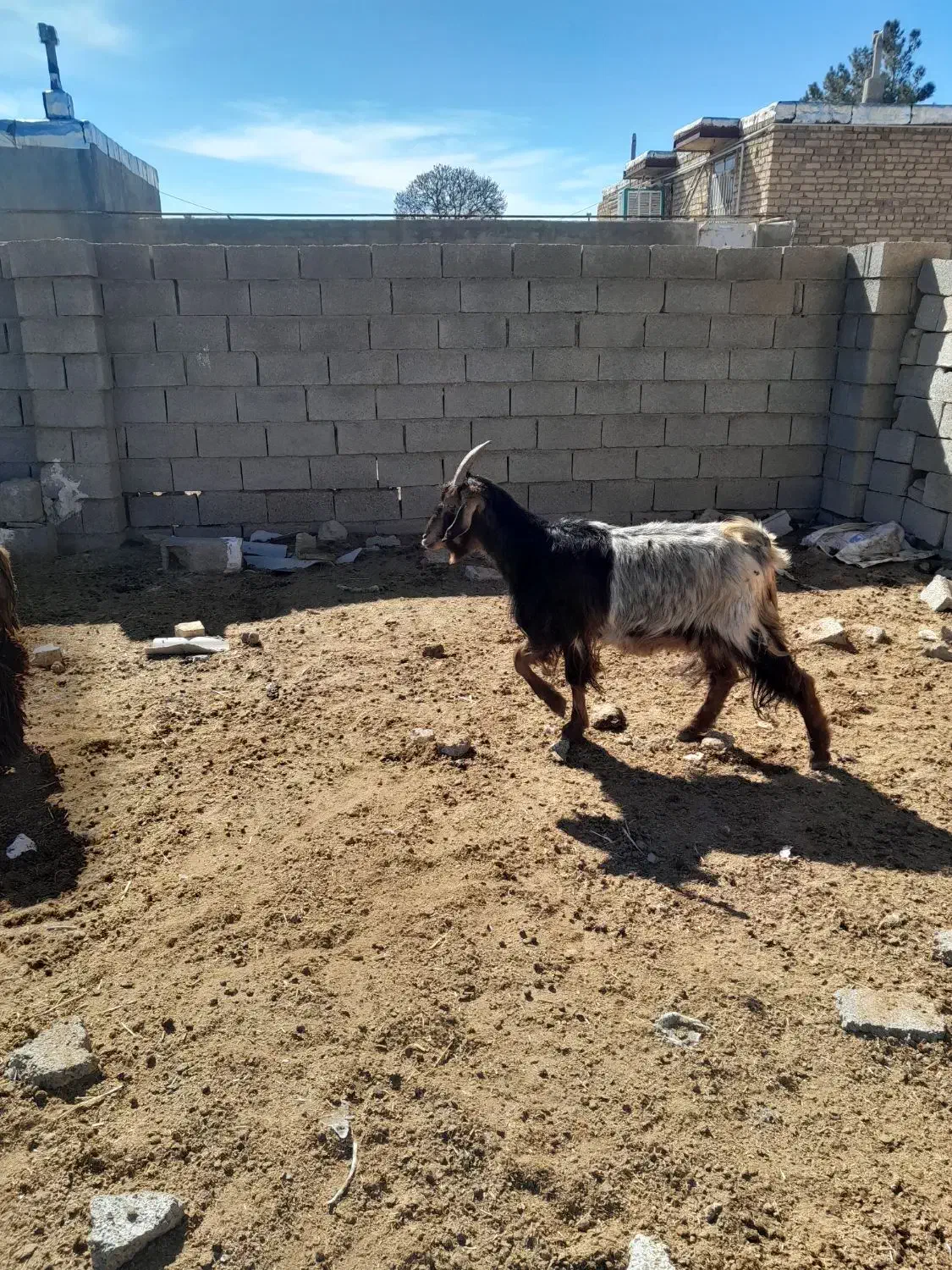 دوراس بز کهره دار|حیوانات مزرعه|مرودشت, رامجرد یک|دیوار