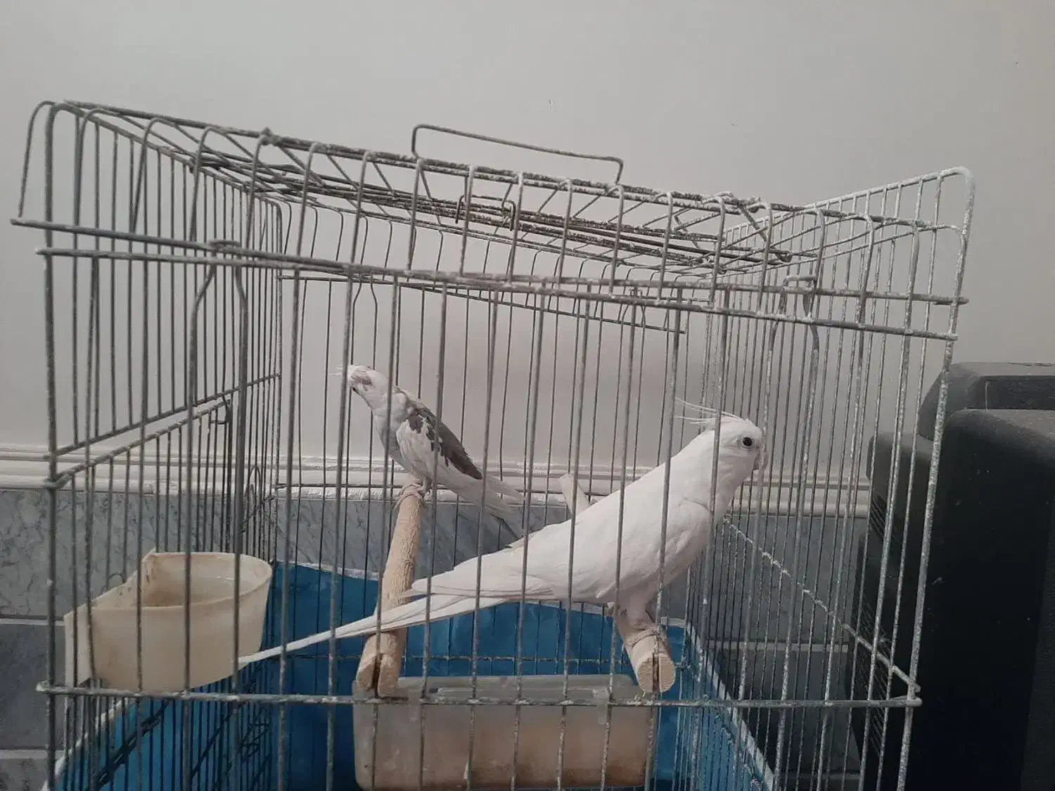 یک جفت عروس نر و ماده|پرنده|قم, شهرک امام حسن|دیوار