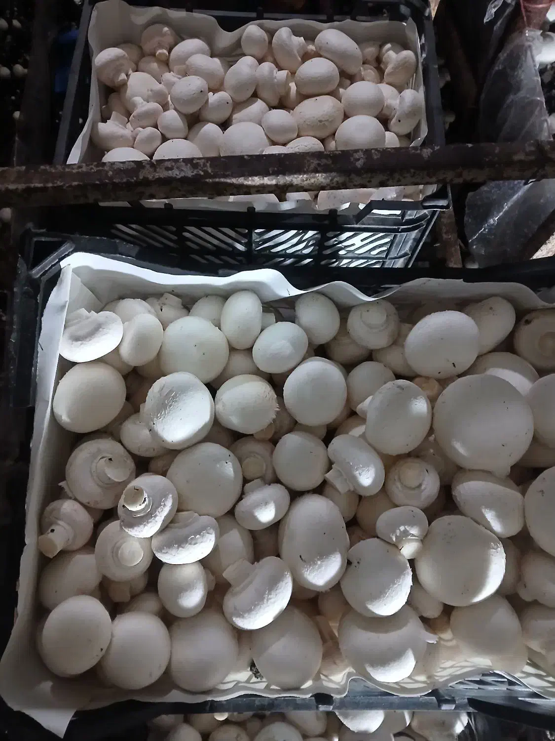 قار چ۱۰ تومن زیر تابلو بصورت عمده|خوردنی و آشامیدنی|کوهسار (البرز), |دیوار