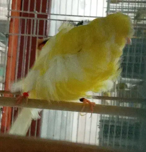 قناری فر شامپیون نر بخوان|پرنده|رشت, نیکمرام|دیوار