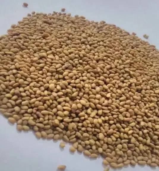 بذر یونجه سوپر بغداد|گل و گیاه طبیعی|بهبهان, |دیوار