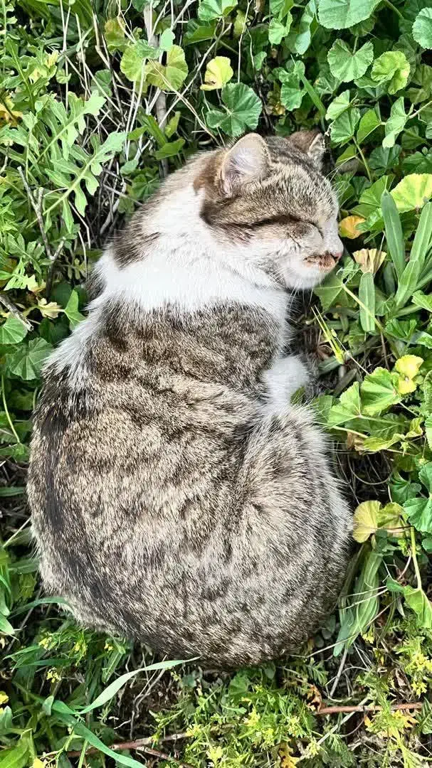 گربه گمشده|حیوانات|شیراز, قصرالدشت|دیوار