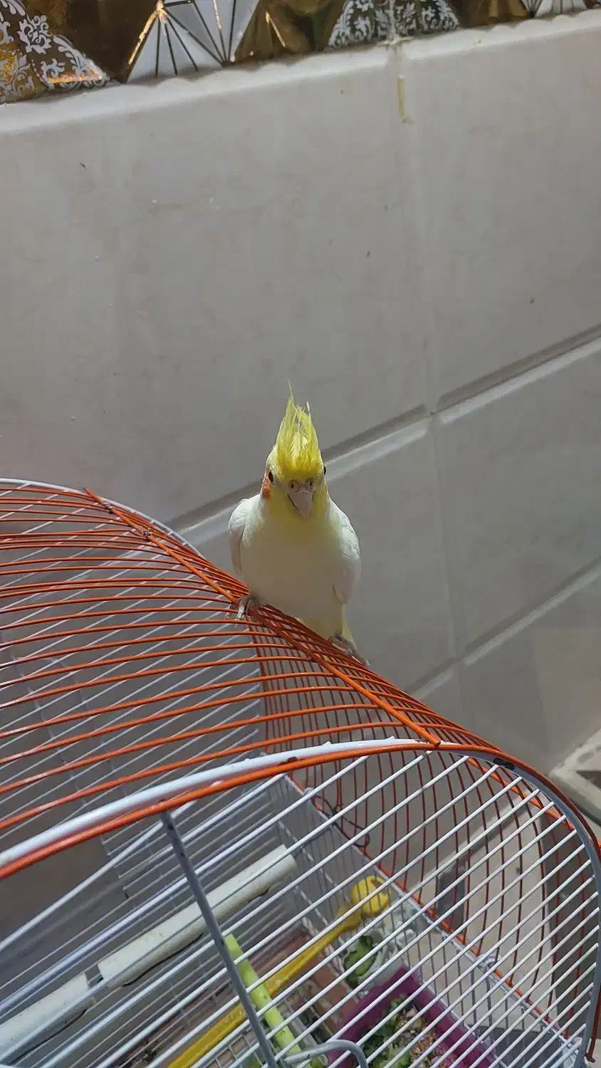 عروس هلندی|پرنده|زابل, |دیوار