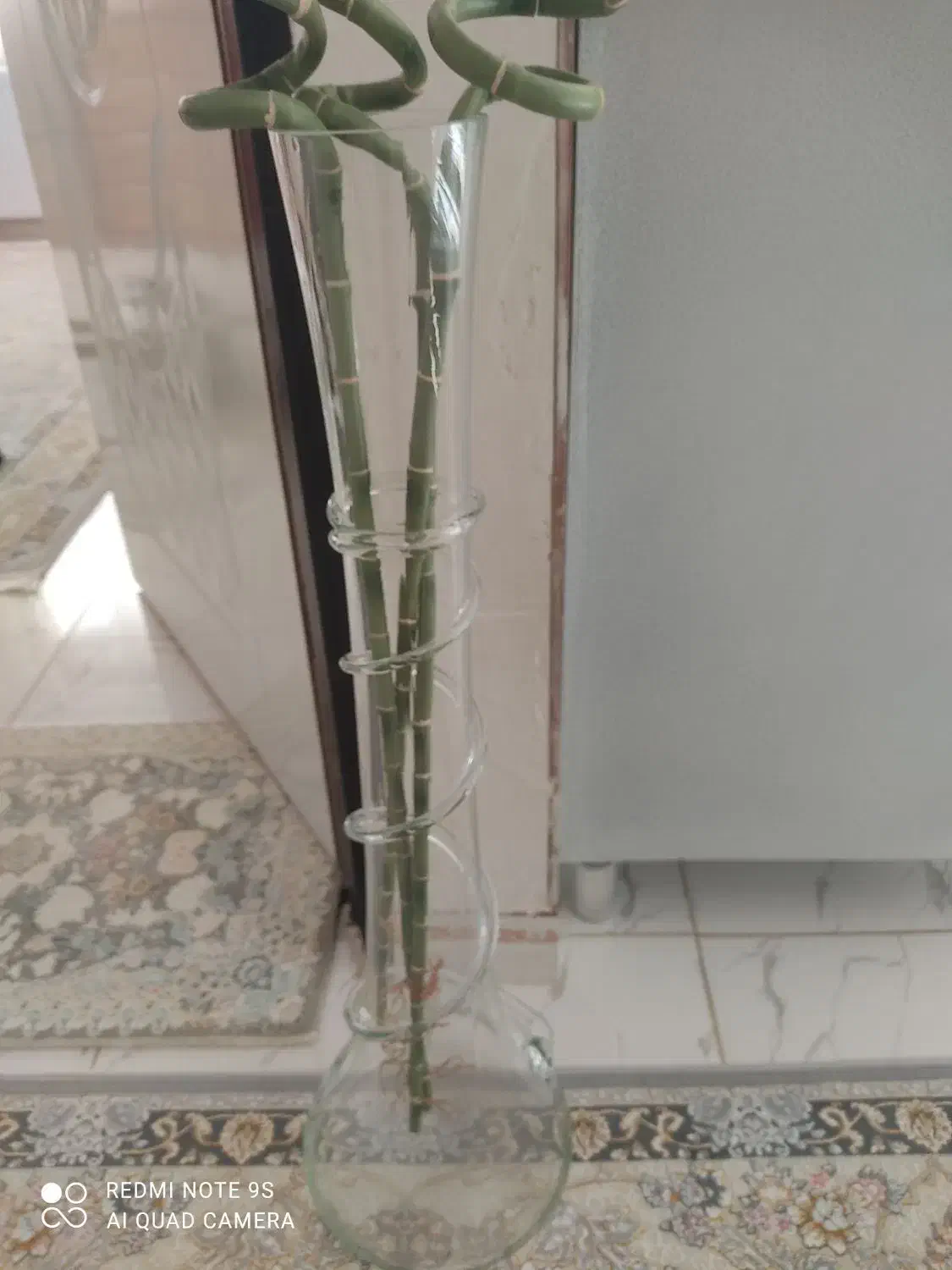 گل سانسوریا|گل و گیاه طبیعی|سنندج, |دیوار