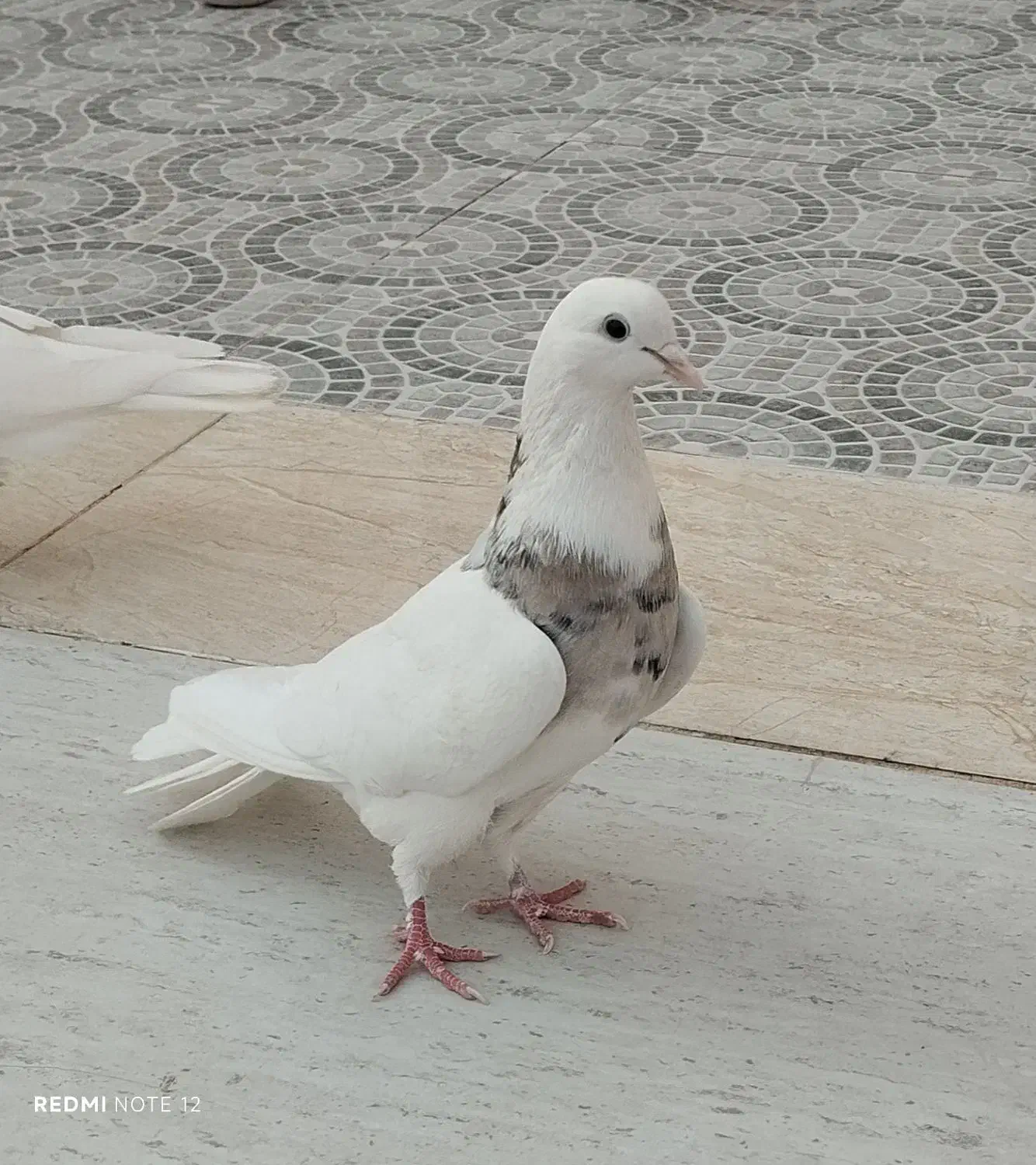 کفتر طوقی|پرنده|طبس, |دیوار