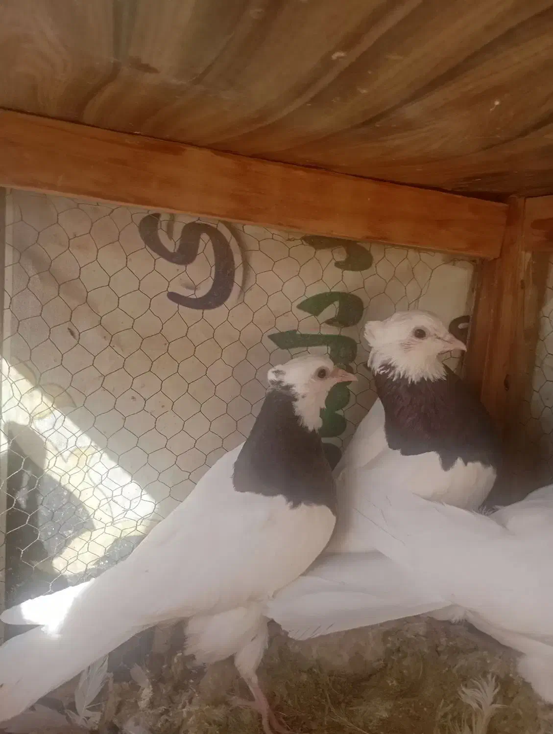 کبوتر طوقی پرشی|پرنده|تهران, قصر فیروزه ۲|دیوار