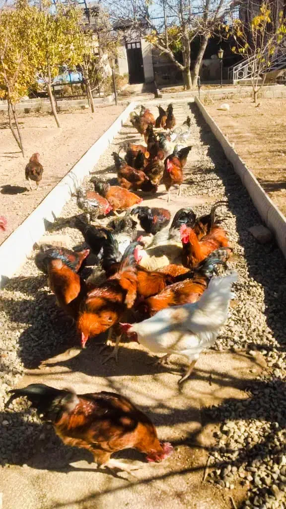 مرغ وخروس محلی|حیوانات مزرعه|دماوند, دماوند|دیوار