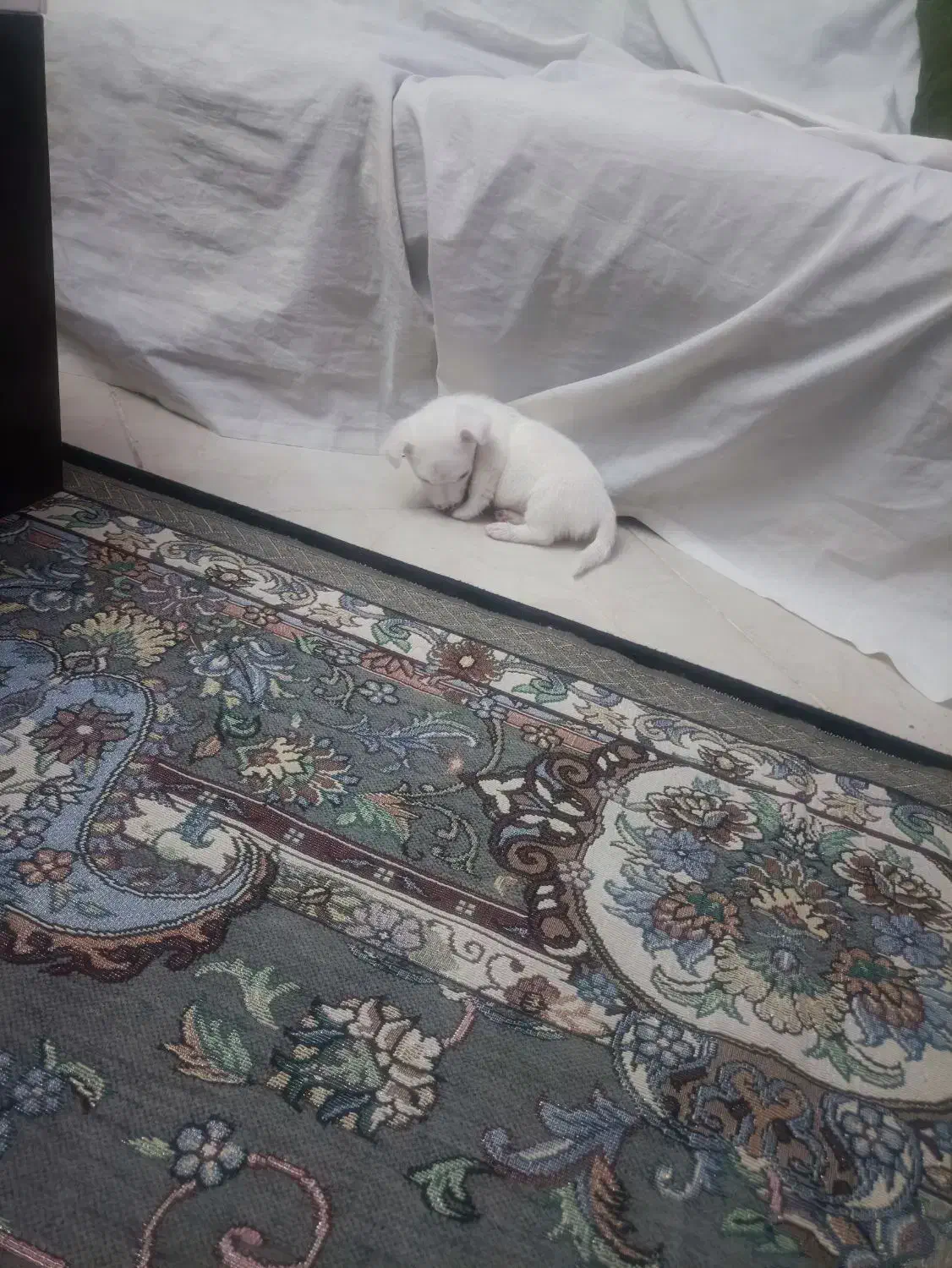 سگ اسپیتز|سگ|تهران, خاک سفید|دیوار