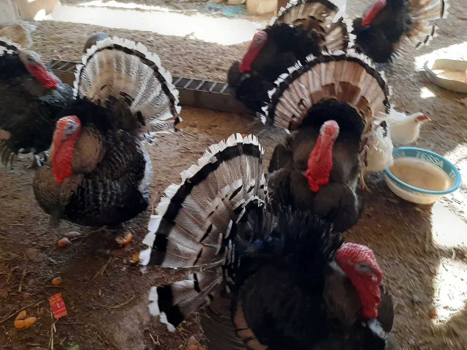 بوقلمون محلی وقو|حیوانات مزرعه|قزوین, |دیوار