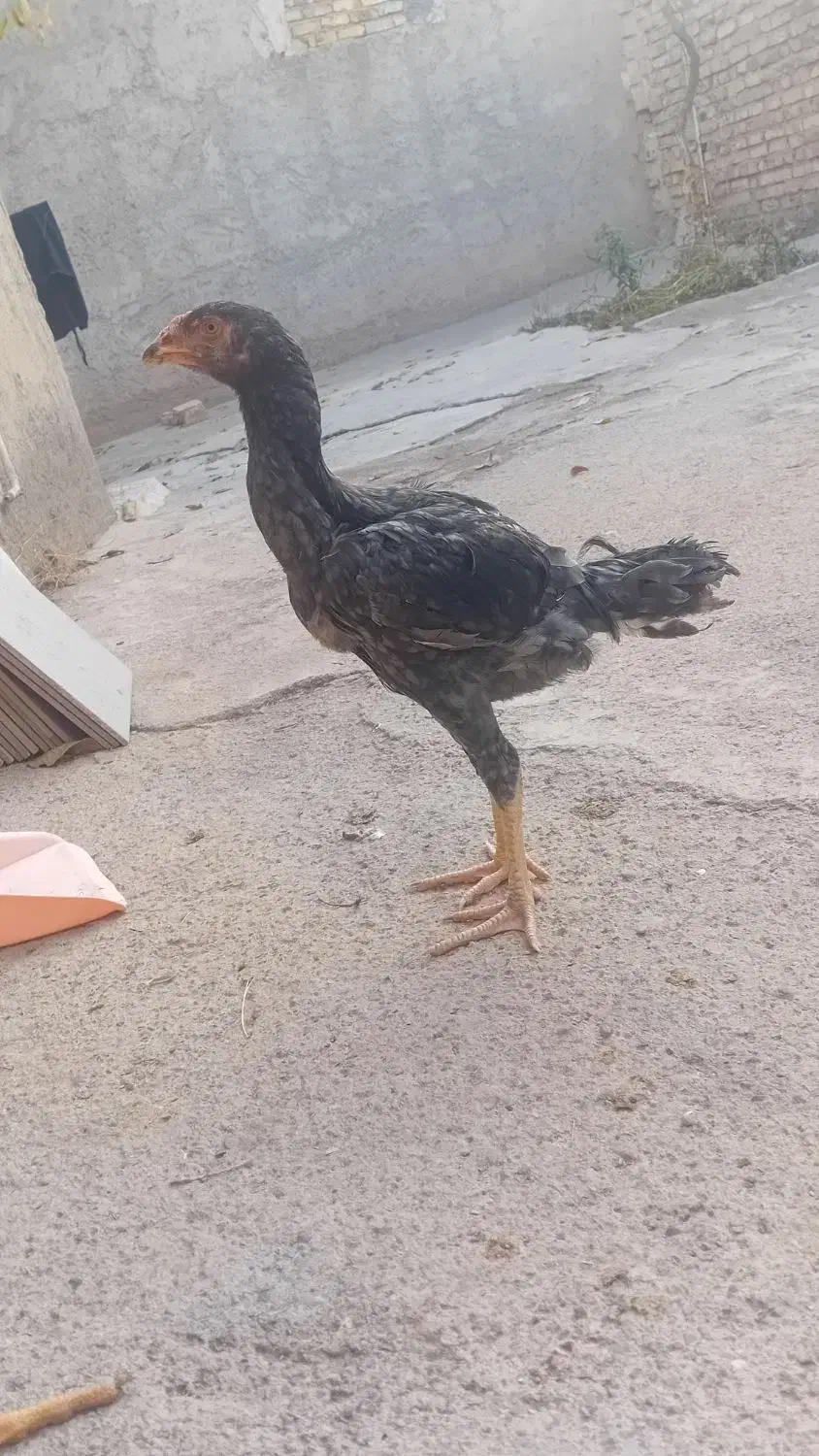 لاری دو جفت جوجه لاری اصل|حیوانات مزرعه|الوند, |دیوار