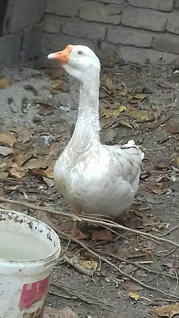 قو غاز|حیوانات مزرعه|نظرآباد, نظرآباد|دیوار