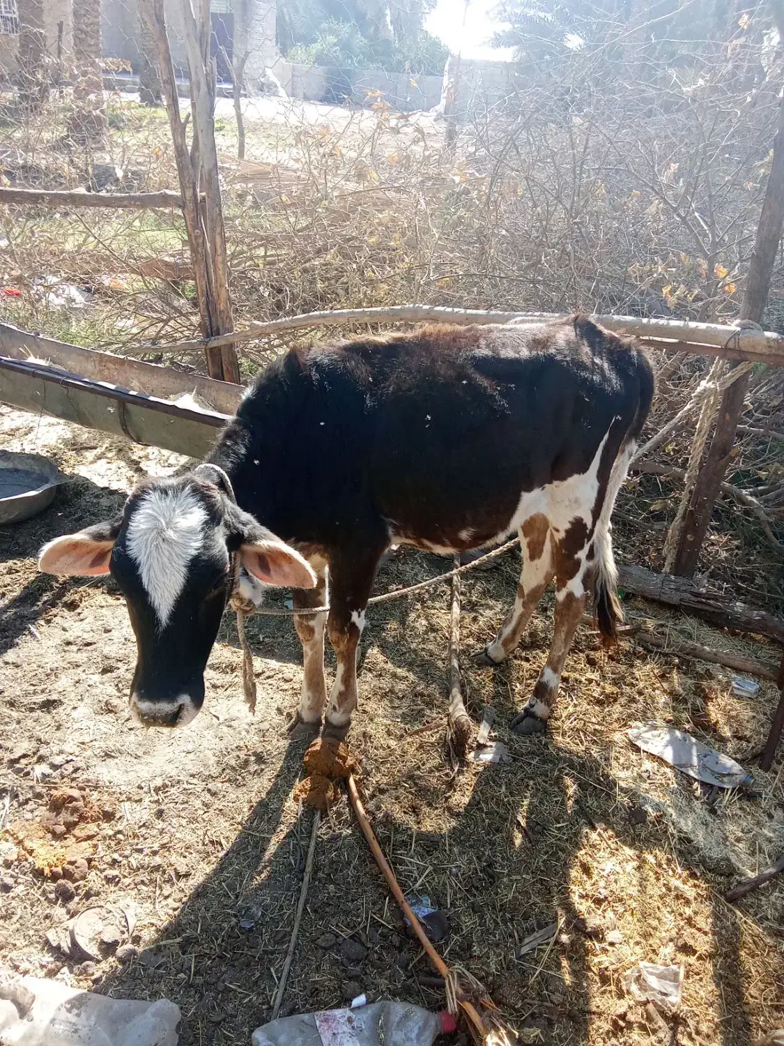 گوساله ماده با گاو|حیوانات مزرعه|جیرفت, |دیوار