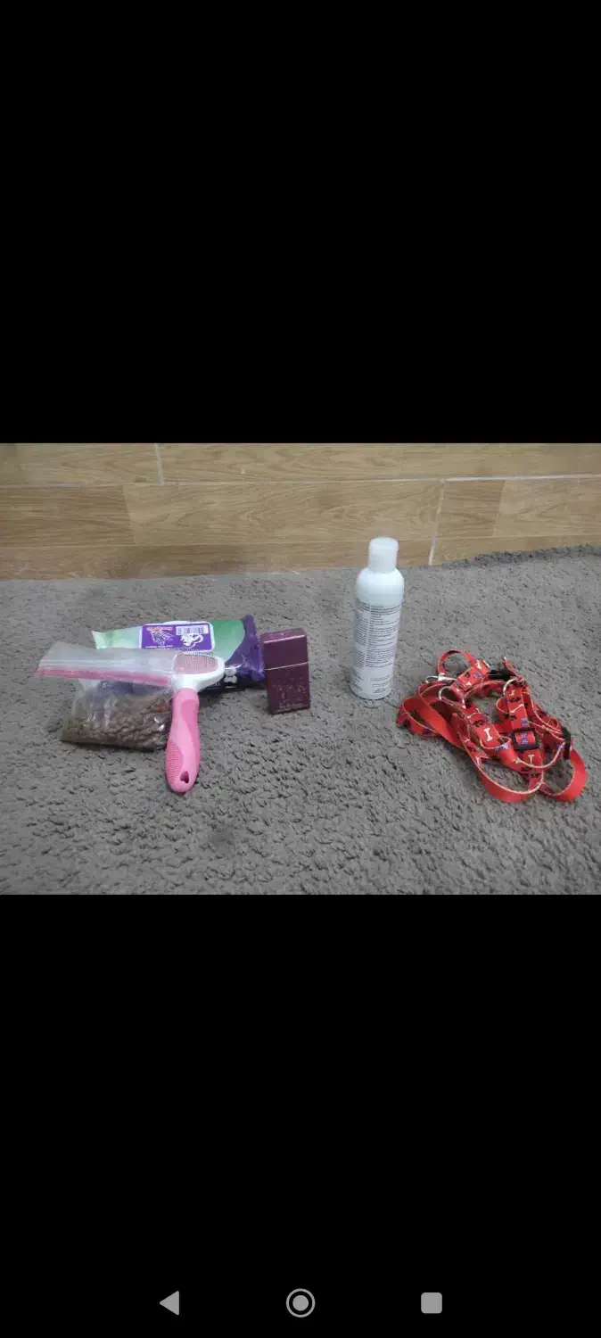 سگ پامر|سگ|بهبهان, |دیوار