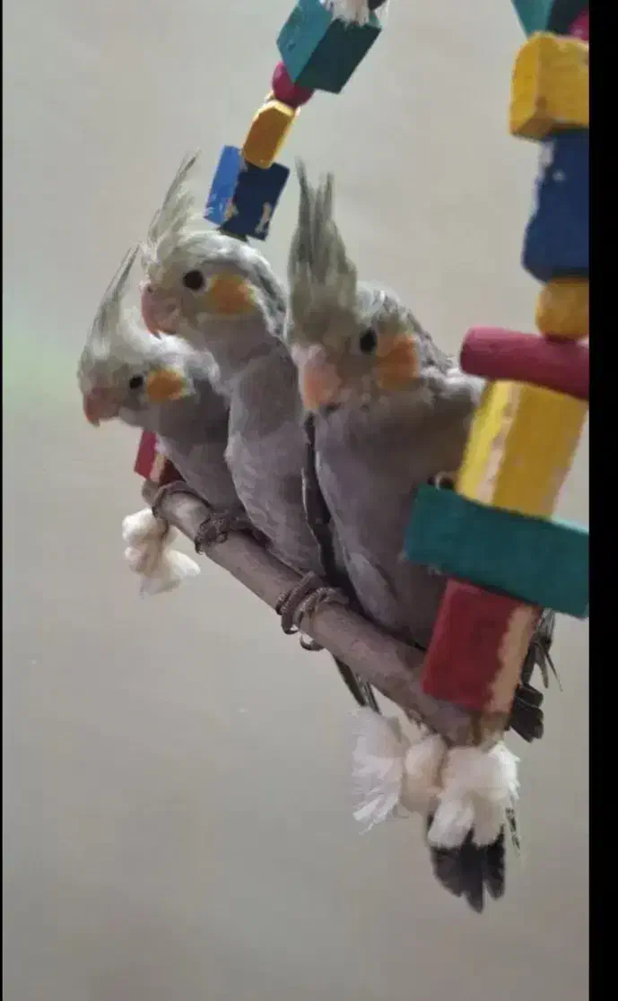 عروس هلندی|پرنده|شاهین‌شهر, گزبرخوار|دیوار