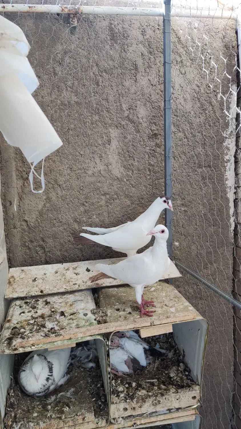 جفت دمدار|پرنده|راور, |دیوار