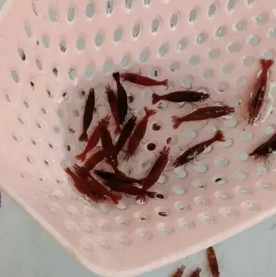 شریمپ میگو کامبارلوس ماهی پلنت گوپی حلزون|ماهی|تهران, نارمک|دیوار