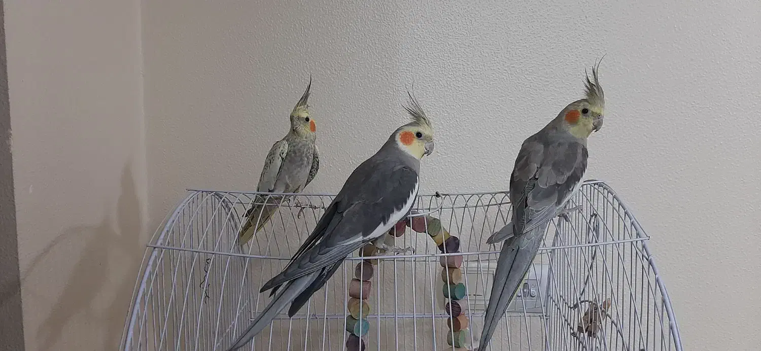 عروس هلندی|پرنده|شاهین‌شهر, مسکن مهر|دیوار