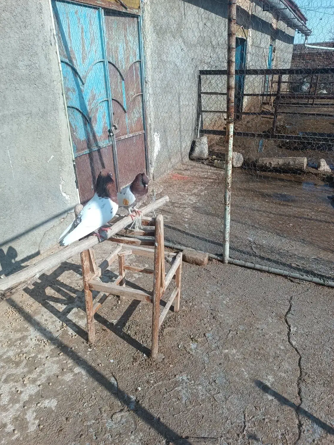 کبوتر|پرنده|فاروج, |دیوار