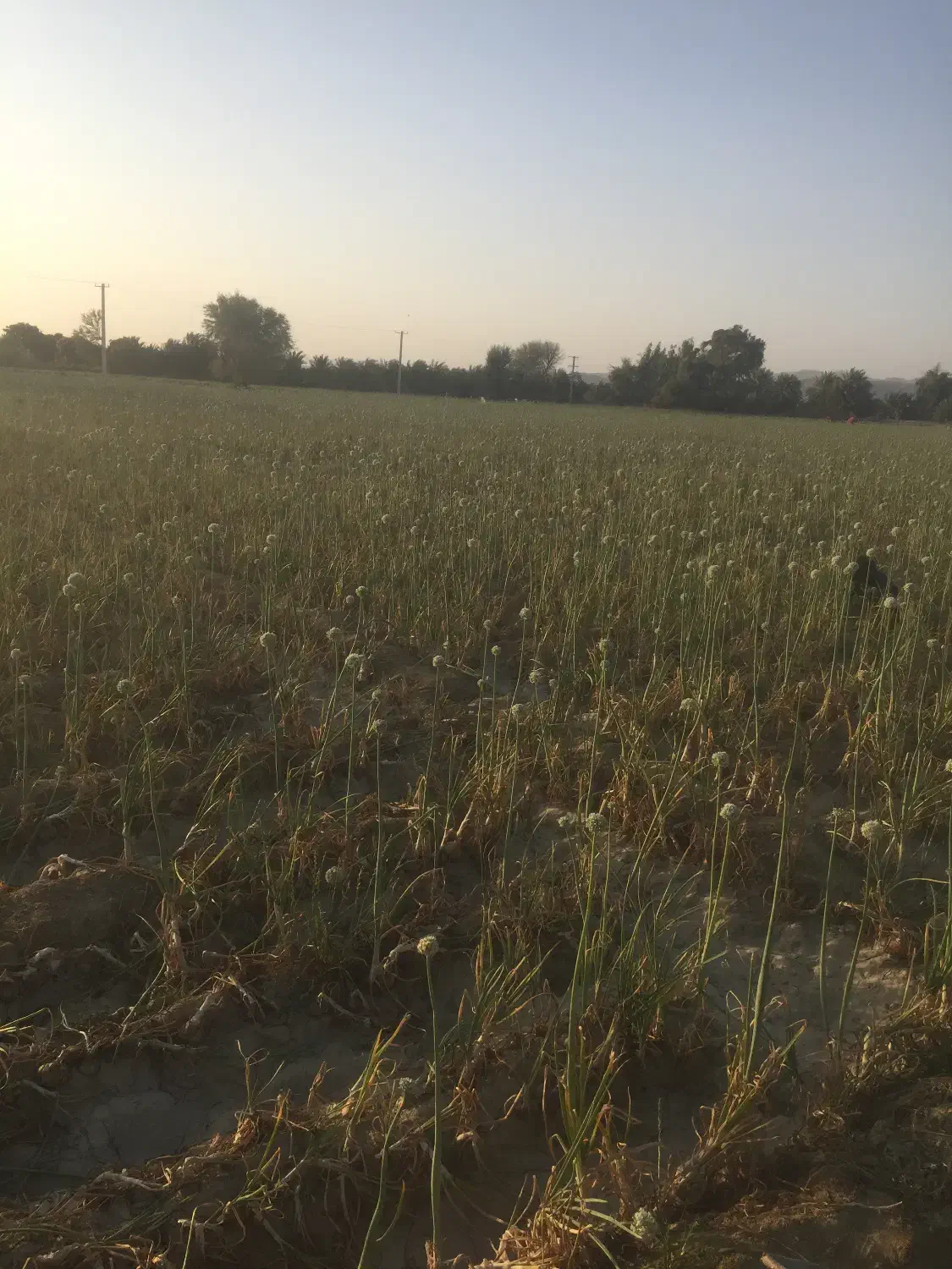 فروش زمین کشاورزی|اجارهٔ دفتر صنعتی، کشاورزی، تجاری|پیشین, |دیوار