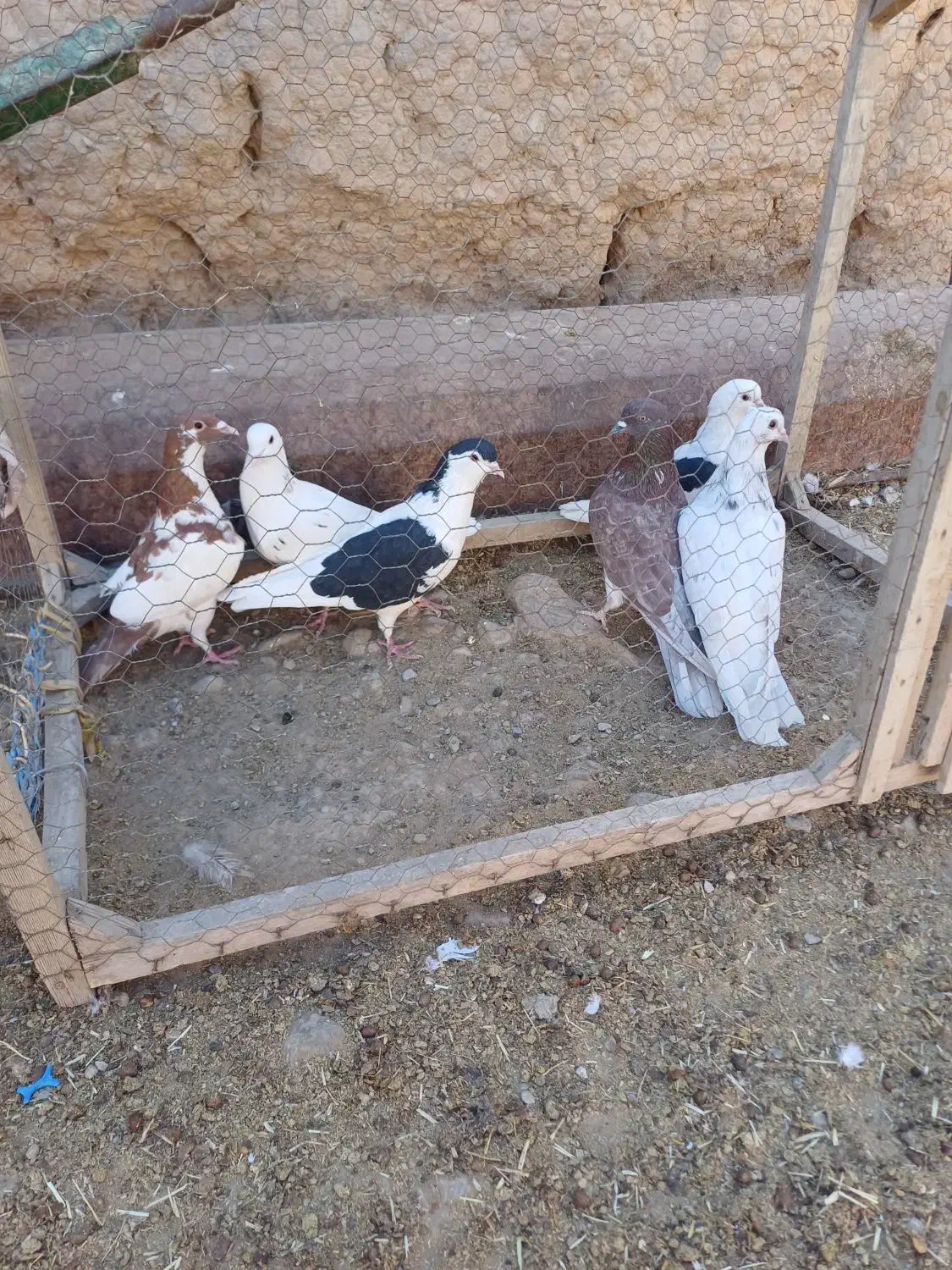 کفتر|پرنده|اسفراین, |دیوار