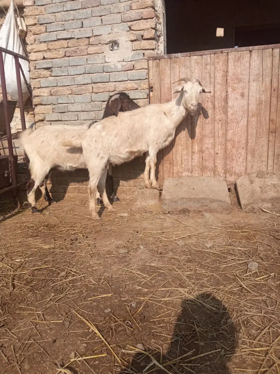 بز ماده جوان|حیوانات مزرعه|تبریز, |دیوار