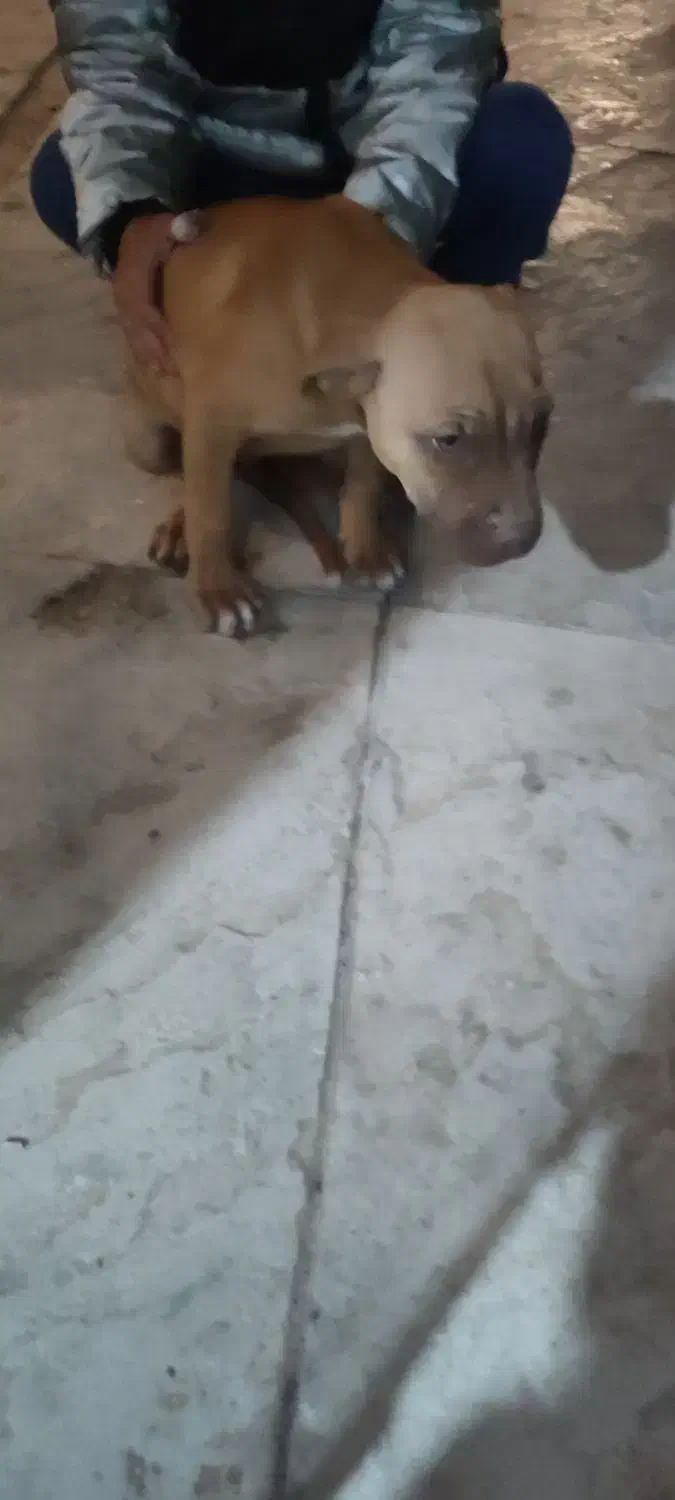 توله سگ پیتبول|سگ|ماهدشت, |دیوار