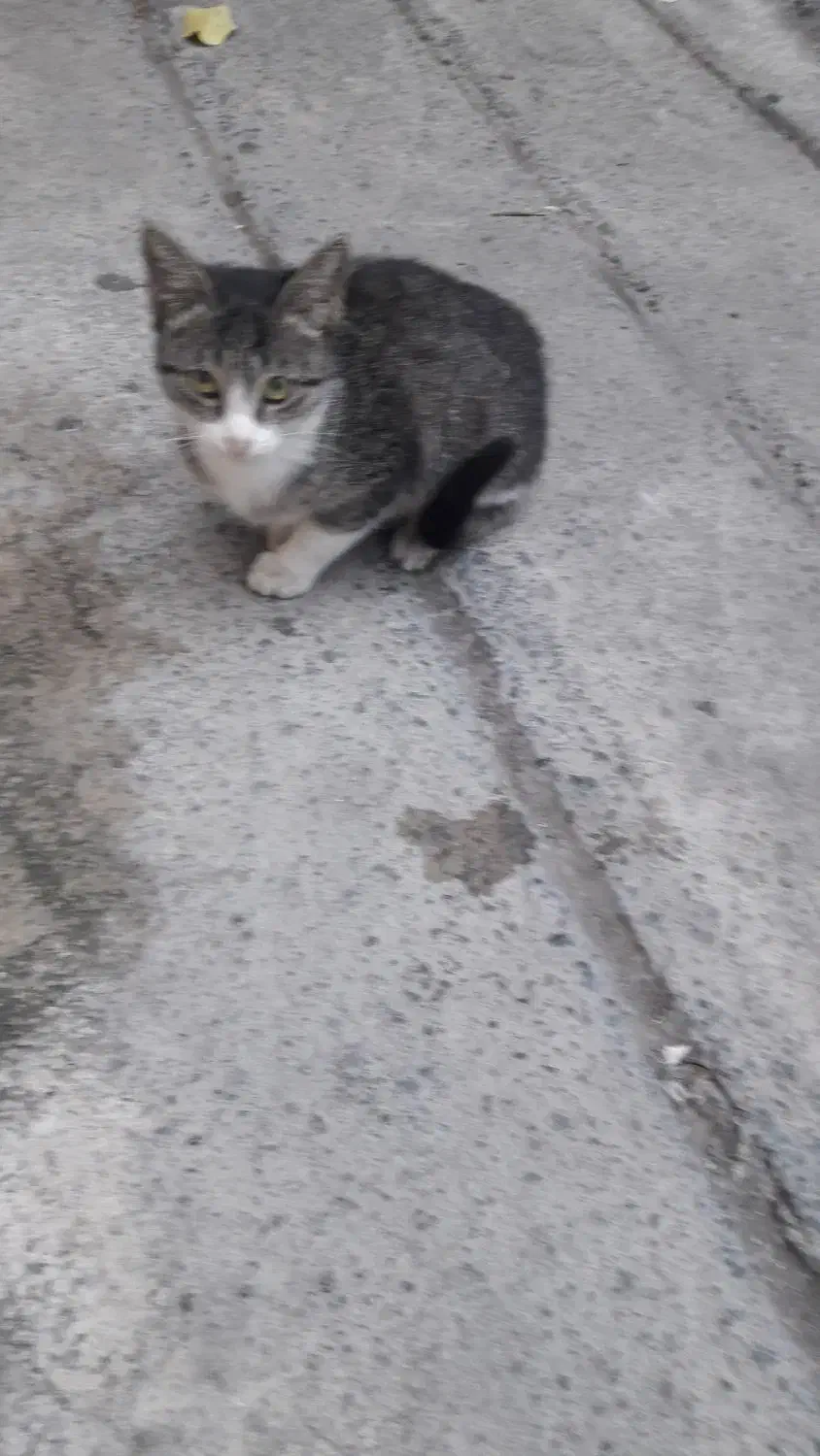 سلام واگداری مکنم خیلی دستی هست|گربه|آمل, |دیوار