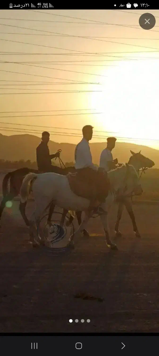 سوار کاری بااسب|اسب و تجهیزات اسبسواری|نیشابور, عطار|دیوار