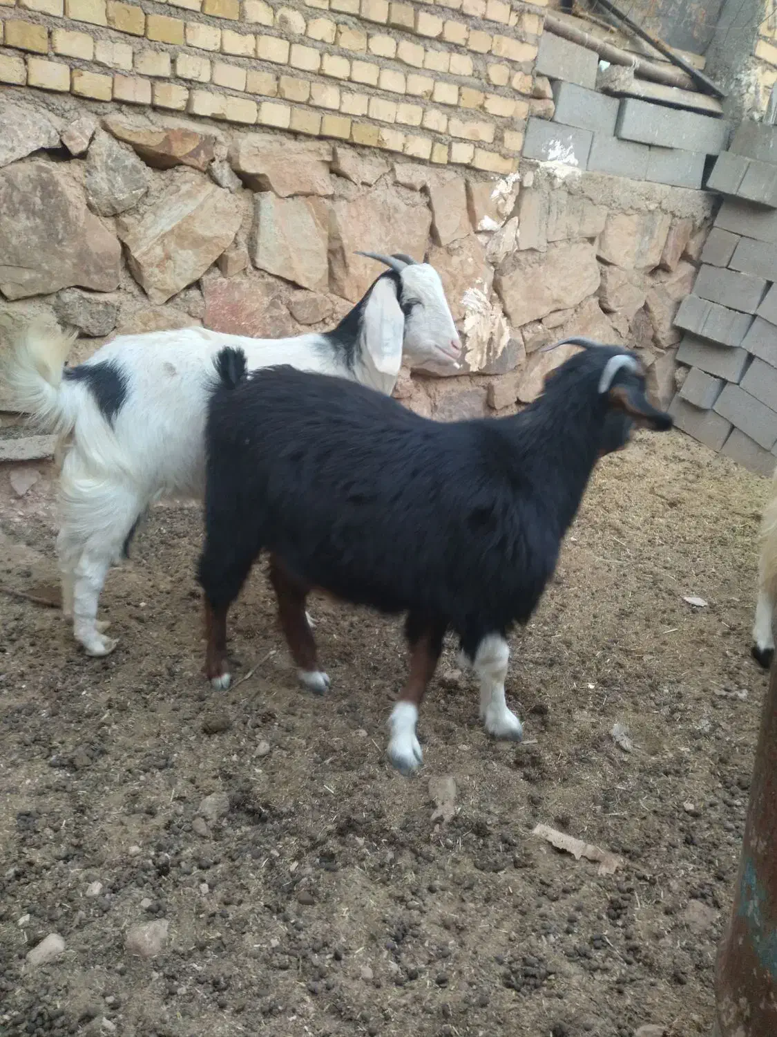 بز و بزغاله|حیوانات مزرعه|شهمیرزاد, |دیوار