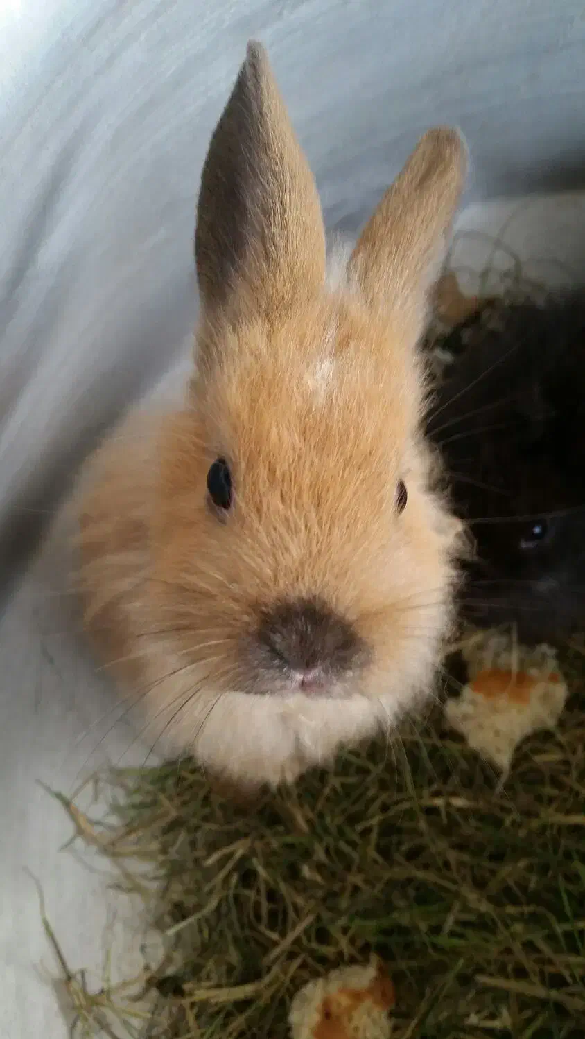 بچه خرگوش لوپ هلندی|موش و خرگوش|کردکوی, |دیوار