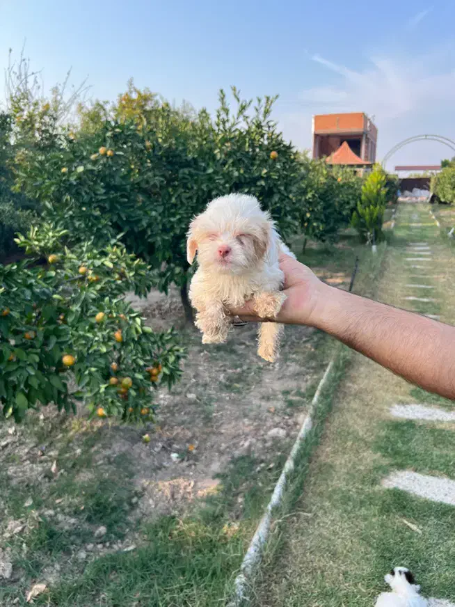 فروش توله سگ|سگ|بهشهر, |دیوار