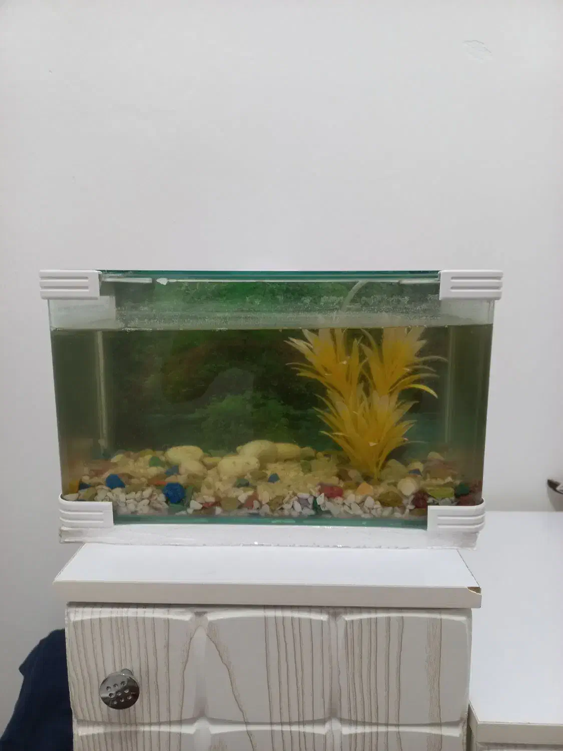 شیشه شرکتی آکواری|ماهی|اندیمشک, |دیوار