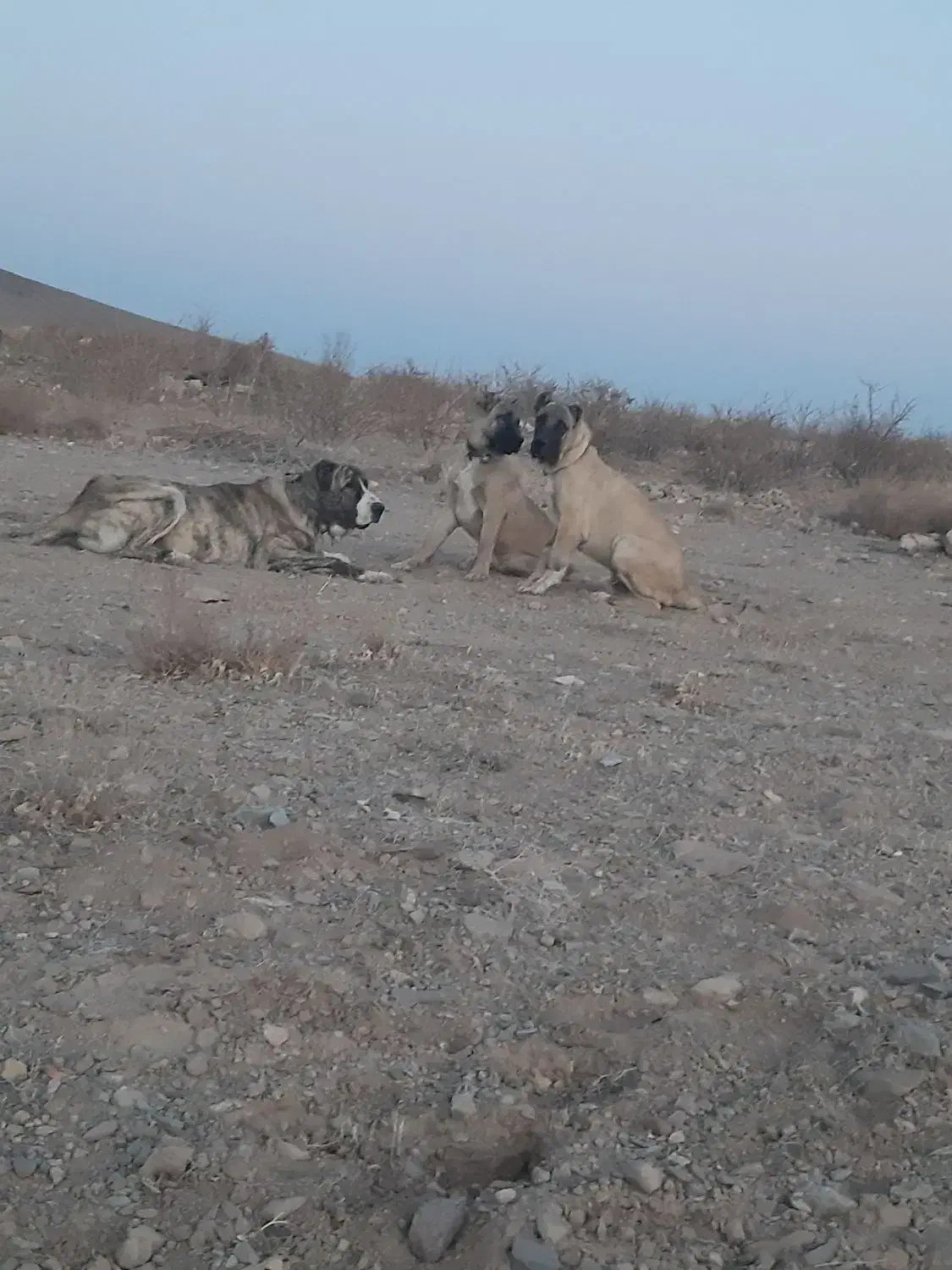 سگ گله ای نگهبان .|سگ|بیرجند, |دیوار