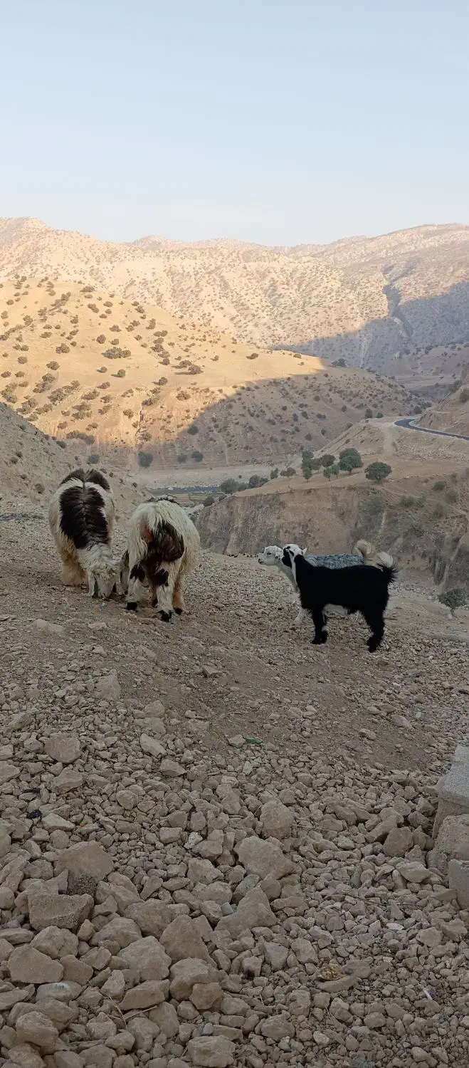 کهره و بره|حیوانات مزرعه|منج, |دیوار