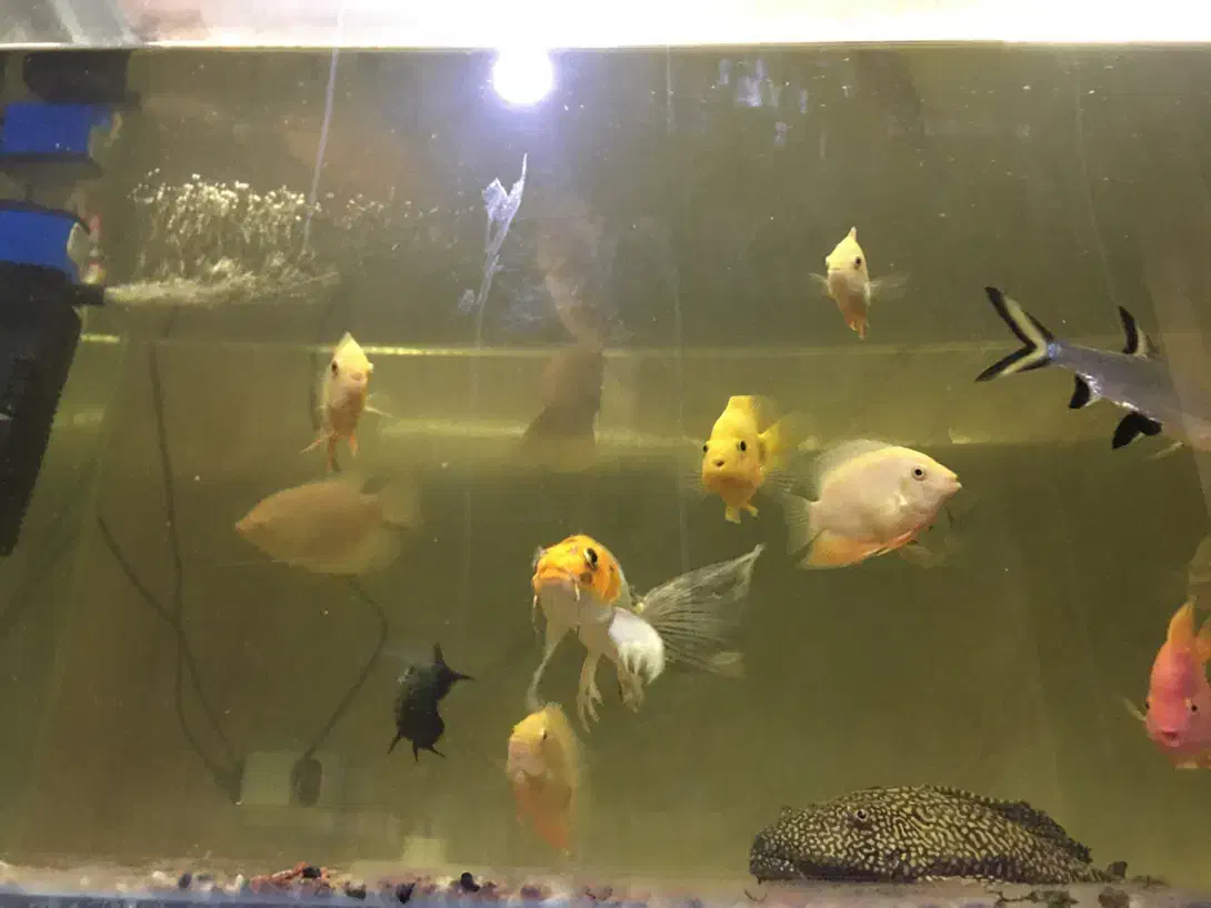 پیکاک -اسفرناموس -کوی پوست چرم|ماهی|اردبیل, |دیوار