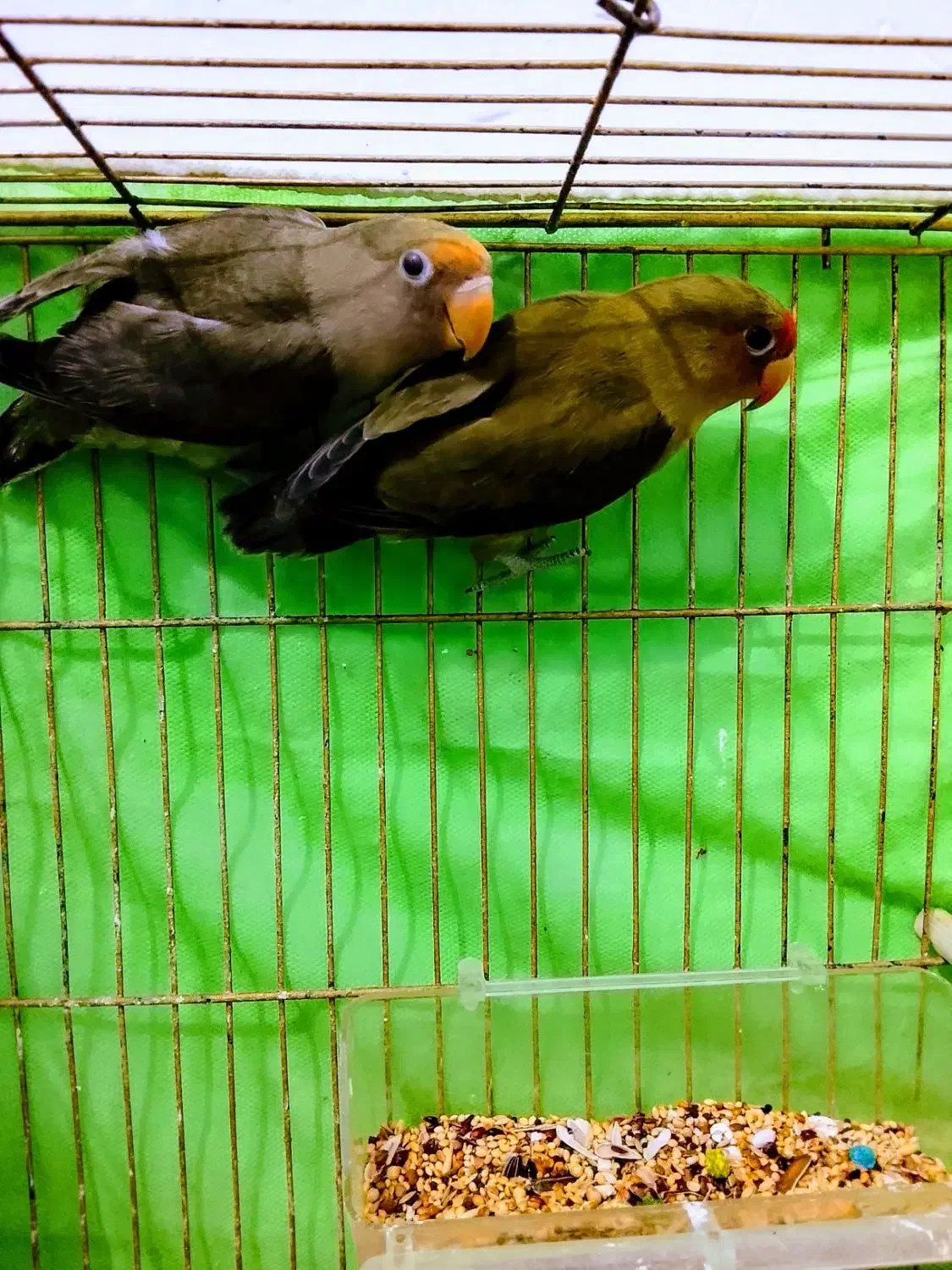 عروس هلندی و کوتوله برزیلی|پرنده|رضویه, |دیوار